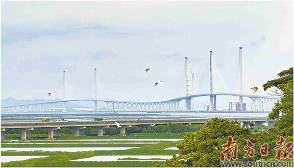 黃茅?？绾Ｍǖ?jpg