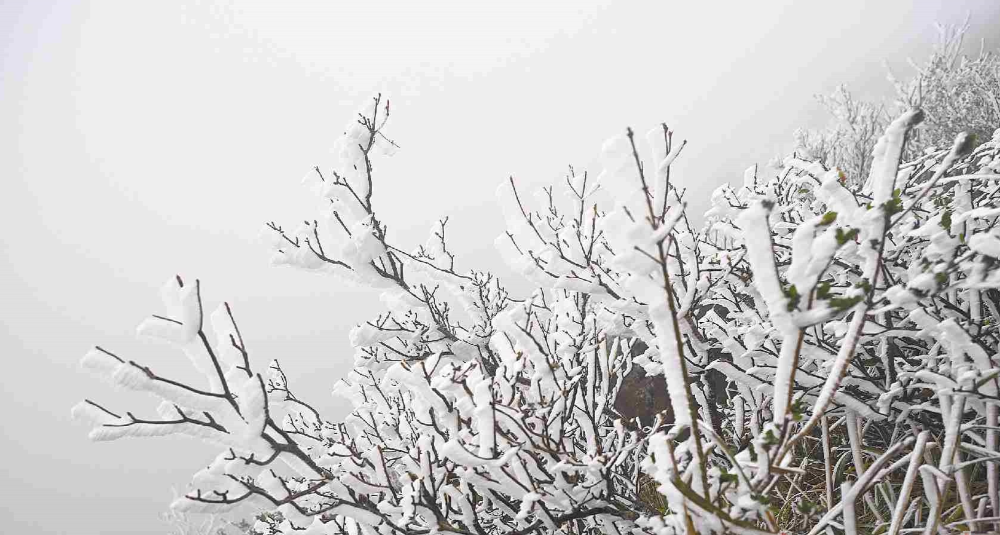 廣東迎今冬首場冰掛奇觀